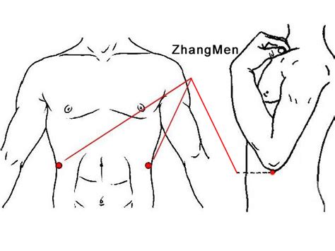 zhangmen liver 13 point.